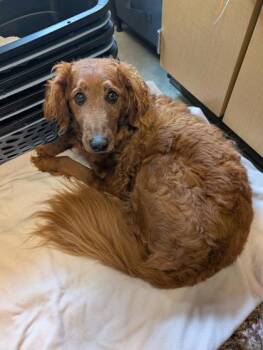 Finnick -  Poodle and Mixed Breed Dog for Adoption in Bellevue, Washington - Finnick | PetCurious