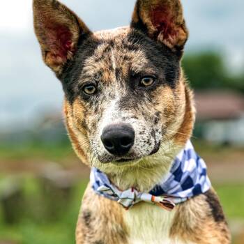 Apollo -  Australian Shepherd and Husky Dog for Adoption in Clarinda, Iowa - Apollo | PetCurious