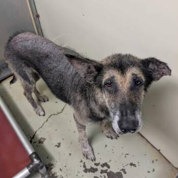 Harold -  German Shepherd Dog and Mixed Breed Dog for Adoption in Buffalo, Minnesota - Harold | PetCurious