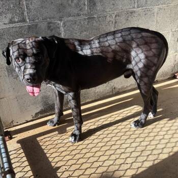 Drake -  Pit Bull Terrier Dog for Adoption in Edinburg, Texas - Drake | PetCurious