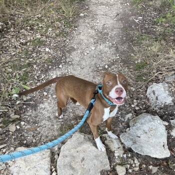 Rescue Mixed Breed and Boxer Dogs for Adoption in Kyle, Texas - ROSALIE | PetCurious