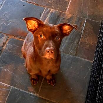 Flat Coated Retriever and Chocolate Labrador Retriever Dogs Available for Adoption - CHARLEY | PetCurious