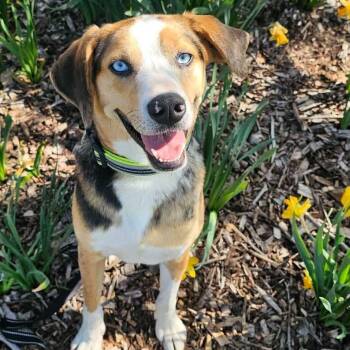 Hound and Catahoula Leopard Dog Dogs Available for Adoption in Dysart, Iowa - Scout  | PetCurious
