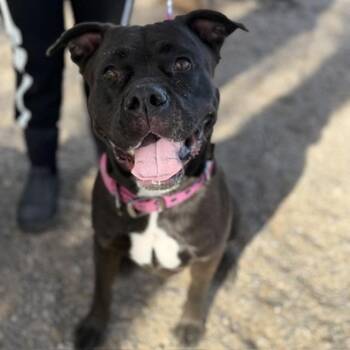 Pit Bull Terrier Dogs Available for Adoption in Bullhead City, Arizona - OCEAN (SQ 26-043) | PetCurious