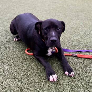 Rip -  Pit Bull Terrier and Mixed Breed Dog for Adoption in Nashville, Indiana - Rip | PetCurious