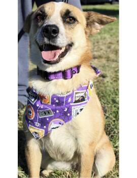Sophie -  Cattle Dog Dog for Adoption in Lawrenceburg, Kentucky - Sophie | PetCurious