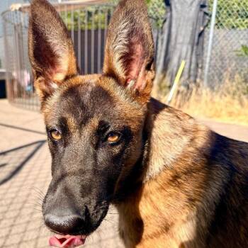 Snickerdoodle -  Belgian Shepherd Malinois and German Shepherd Dog Dog for Adoption in Newberg, Oregon - Snickerdoodle | PetCurious