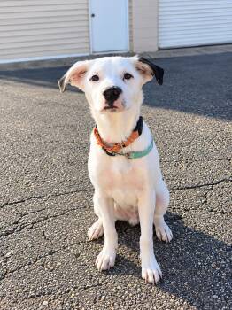 Oliver -  Collie Dog for Adoption in Grand Rapids, Michigan - Oliver | PetCurious