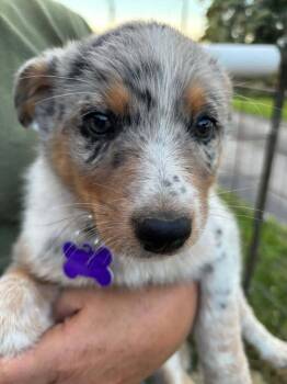 Good and Gone -  Australian Shepherd Dog for Adoption in Waunakee, Wisconsin - Good And Gone | PetCurious