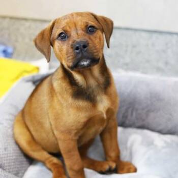 Mixed Breed Dogs Available for Adoption in Atlanta, Georgia - Hannah | PetCurious