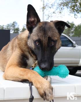 Belgian Shepherd Malinois and German Shepherd Dog Dogs Available for Adoption - Anchor | PetCurious