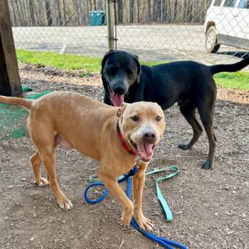 Terrier Dogs Available for Adoption in Bloomfield, Connecticut - Barbie | PetCurious