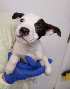 Jack Russell Terrier and Terrier Dogs Available for Adoption - Oakley | PetCurious