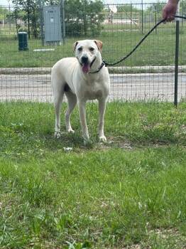 Labrador Retriever Dogs Available for Adoption in New Braunfels, Texas - Muffy | PetCurious