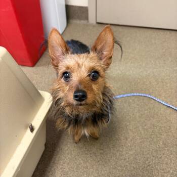 Mishka -  Yorkshire Terrier and Mixed Breed Dog for Adoption in Council Bluffs, Iowa - Mishka | PetCurious