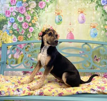 Mixed Breed Dogs Available for Adoption - Opal | PetCurious