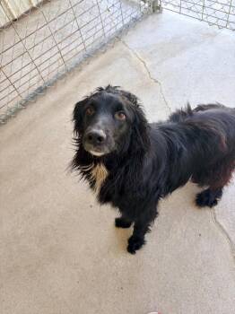 Mixed Breed Dogs Available for Adoption in Morgantown, Kentucky - Rosie | PetCurious