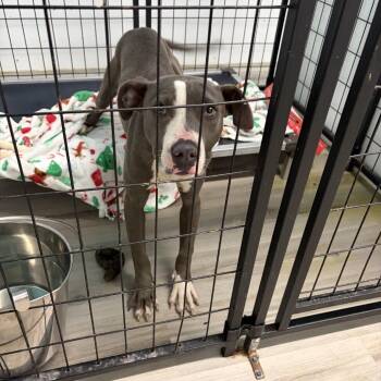 Envoy -  Terrier Dog for Adoption in St. Louis, Missouri - Envoy | PetCurious