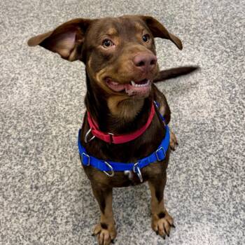 Dougie FKA Doobie -  Hound and Mixed Breed Dog for Adoption in Falls Church, Virginia - Dougie FKA Doobie | PetCurious