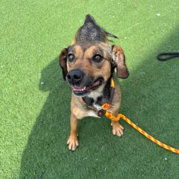 Mixed Breed Dogs Available for Adoption - Camilla | PetCurious