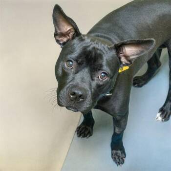 Pit Bull Terrier and Mixed Breed Dogs Available for Adoption in St. Louis, Missouri - POOKIE | PetCurious