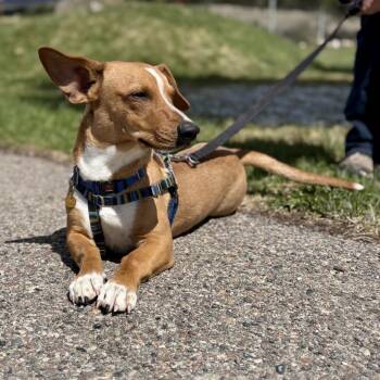 Dachshund and Corgi Dogs Available for Adoption in Glenwood Springs, Colorado - Rio | PetCurious