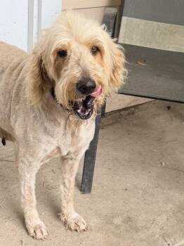 BeBe -  Goldendoodle Dog for Adoption in Baker, Louisiana - BeBe | PetCurious