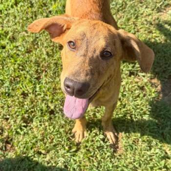 Tigger -  Plott Hound Dog for Adoption in Parrish, Alabama - Tigger | PetCurious
