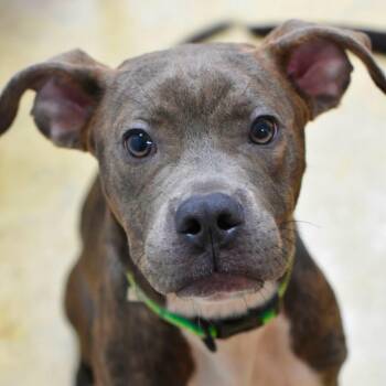SHIRLEY -  Pit Bull Terrier Dog for Adoption in Bowling Green, Ohio - SHIRLEY | PetCurious