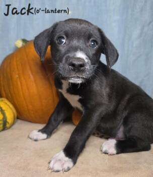 Jack O Lantern -  Feist and Labrador Retriever Dog for Adoption in Sanford, North Carolina - Jack O Lantern | PetCurious