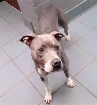 Donna -  Mixed Breed Dog for Adoption in Nashville, Tennessee - Donna | PetCurious