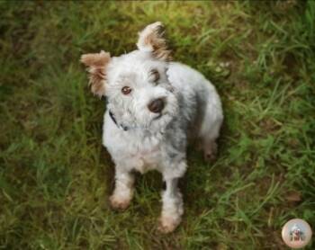 Lady Vivienne -  Miniature Schnauzer Dog for Adoption in Milton, Florida - Lady Vivienne | PetCurious
