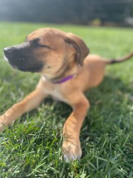 Nobie -  Terrier Dog for Adoption in New London, Wisconsin - Nobie | PetCurious