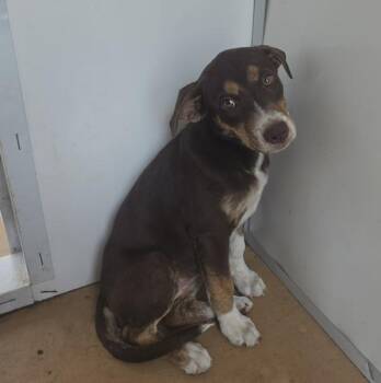 Alyssa -  Shepherd Dog for Adoption in Cleveland, Tennessee - Alyssa | PetCurious