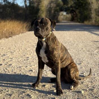 Pit Bull Terrier and Boxer Dogs Available for Adoption - Deuce | PetCurious