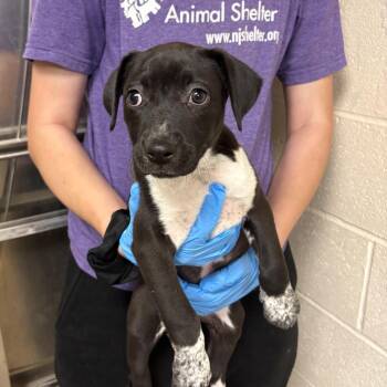 Mixed Breed Dogs Available for Adoption in East Hanover, New Jersey - Koa | PetCurious