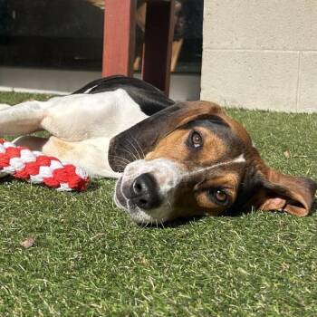 Mixed Breed Dogs Available for Adoption - Pippa | PetCurious