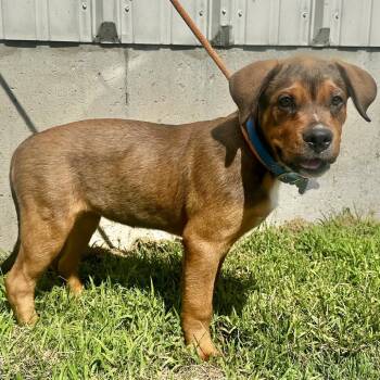 Dusty Bottoms -  Rottweiler and Mixed Breed Dog for Adoption in Warrensburg, Missouri - Dusty Bottoms | PetCurious