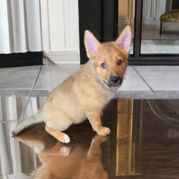 Claire -  German Shepherd Dog and Husky Dog for Adoption in Las Vegas, Nevada - Claire | PetCurious