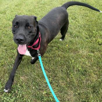 Basil -  Mixed Breed Dog for Adoption in Canal Winchester, Ohio - Basil | PetCurious