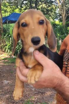 Kora -  Dachshund and Beagle Dog for Adoption in Chiefland, Florida - Kora | PetCurious