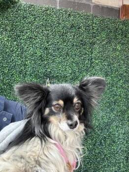 Chihuahua and Mixed Breed Dogs Available for Adoption in El Paso, Texas - PEPE | PetCurious