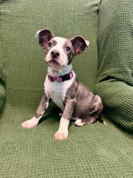 Sally Brown -  Australian Shepherd Dog for Adoption in Walker, Louisiana - Sally Brown | PetCurious
