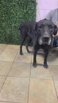 Bimbo -  Pit Bull Terrier and Mixed Breed Dog for Adoption in El Paso, Texas - Bimbo | PetCurious
