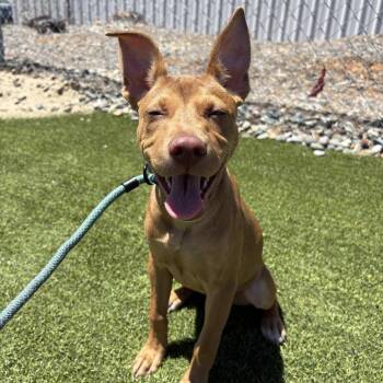 Mango -  Pit Bull Terrier and Mixed Breed Dog for Adoption in Turlock, California - Mango | PetCurious