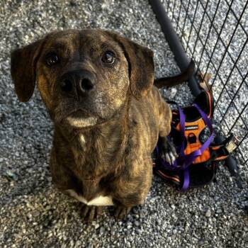 Rescue Beagle Dogs for Adoption in Greenville, South Carolina - Bubba | PetCurious