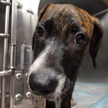 Rebel -  Mixed Breed Dog for Adoption in Charleston, West Virginia - Rebel | PetCurious