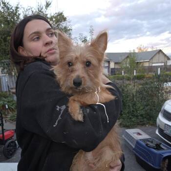Rex -  Mixed Breed Dog for Adoption in Klamath Falls, Oregon - Rex | PetCurious
