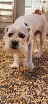 Duces -  Maltipoo and Shih Tzu Dog for Adoption in Egg Harbor City, New Jersey - Duces | PetCurious