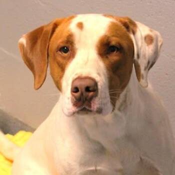 26-00601 GOMER -  Hound Dog for Adoption in Fredericksburg, Virginia - 26-00601 GOMER | PetCurious